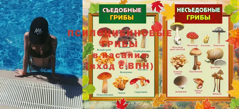 Галлюциногенные грибы ЛСД  где купить наркотик  МЕГА маркетплейс  Стародуб 